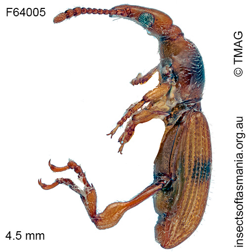 Cyphagogus TFIC sp 01