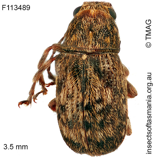 Erichsonocis-TFIC-sp-02 Erichsonocis TFIC sp 02