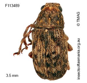 Erichsonocis TFIC sp 02