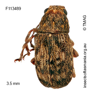 Erichsonocis TFIC sp 02