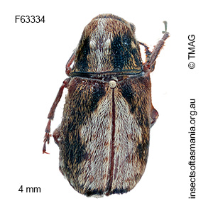 Erichsonocis albuginosus