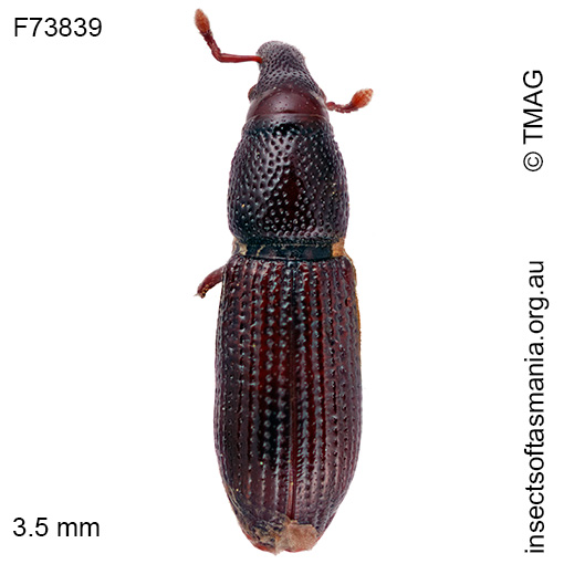 Pentarthrum-TFIC-sp-02 Pentarthrum TFIC sp 02