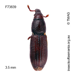 Pentarthrum TFIC sp 02
