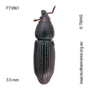 Pentarthrum TFIC sp 03