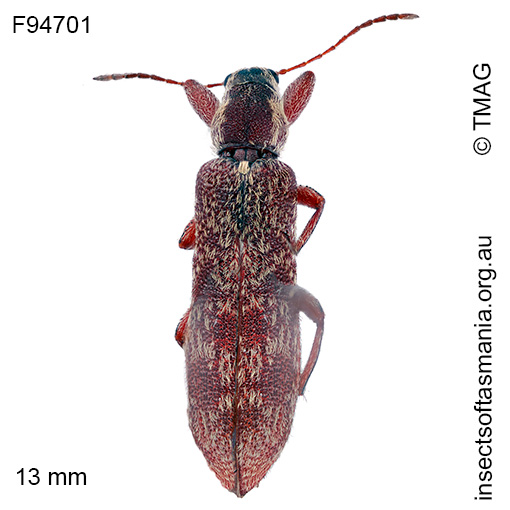 Rhinotia sp TMAG_F94701