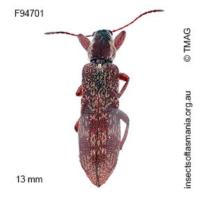 Rhinotia sp TMAG_F94701