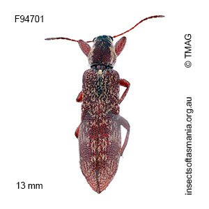 Rhinotia sp TMAG_F94701