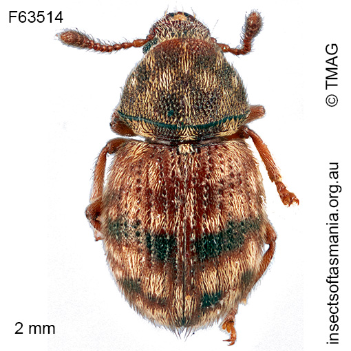 Xynotropis TFIC sp 01