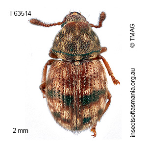 Xynotropis TFIC sp 01