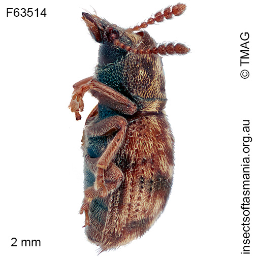 Xynotropis TFIC sp 01