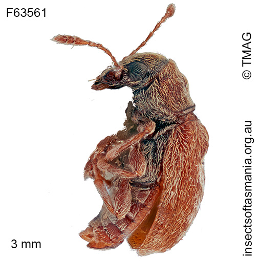 Erichsonocis-TFIC-sp-02_a Erichsonocis TFIC sp 02