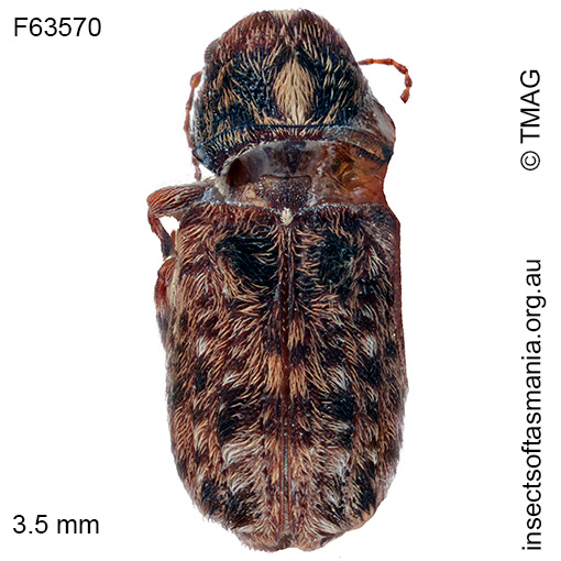 Erichsonocis TFIC sp 01