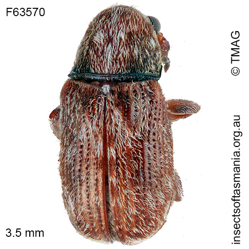 Erichsonocis-TFIC-sp-02 Erichsonocis TFIC sp 02