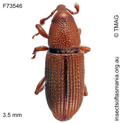 Cossoninae-unplaced-TFIC-sp-06 Cossoninae unplaced TFIC sp 06