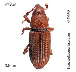 Cossoninae unplaced TFIC sp 06
