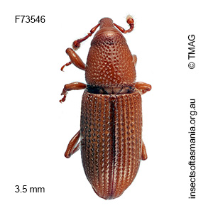 Cossoninae unplaced TFIC sp 06