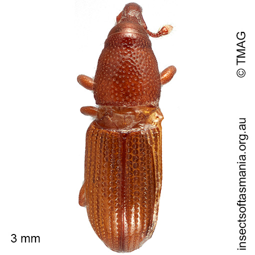 Cossoninae unplaced TFIC sp 08