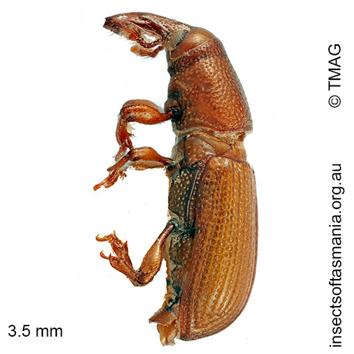Cossoninae unplaced TFIC sp 08