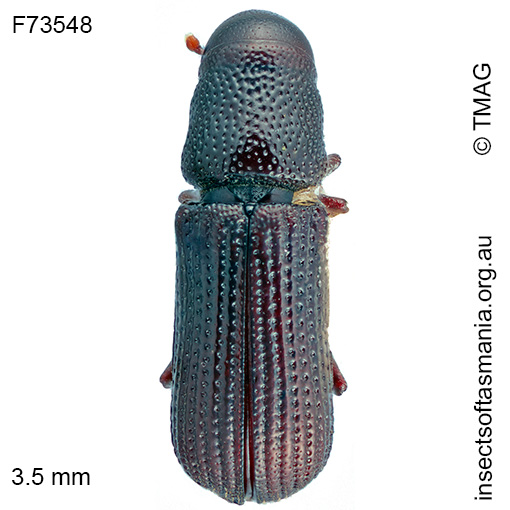 Cossoninae-unplaced-TFIC-sp-09 Cossoninae unplaced TFIC sp 09