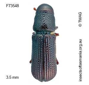 Cossoninae unplaced TFIC sp 09