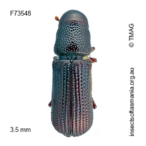 Cossoninae unplaced TFIC sp 09