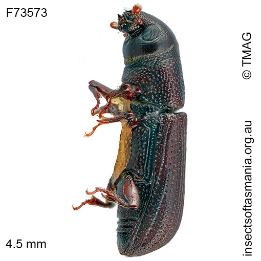 Cossoninae-unplaced-TFIC-sp-09_a Cossoninae unplaced TFIC sp 09