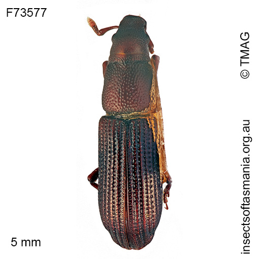 Cossoninae-unplaced-TFIC-sp-11 Cossoninae unplaced TFIC sp 11