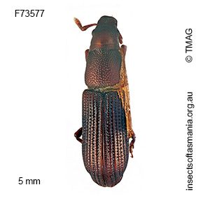 Cossoninae unplaced TFIC sp 11