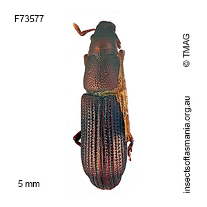 Cossoninae unplaced TFIC sp 11
