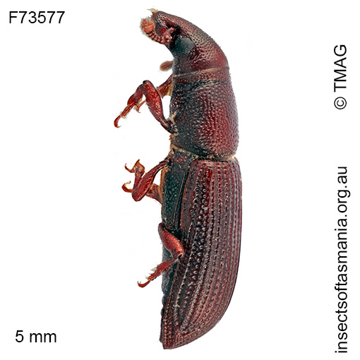 Cossoninae-unplaced-TFIC-sp-11_a Cossoninae unplaced TFIC sp 11