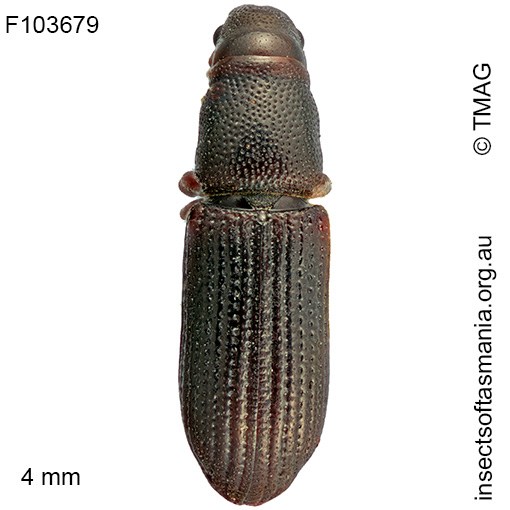 Cossoninae-unplaced-sp-TMAG_F103679 Cossoninae unplaced sp TMAG_F103679