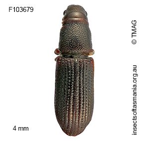Cossoninae unplaced sp TMAG_F103679