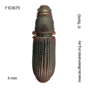 Cossoninae unplaced sp TMAG_F103679