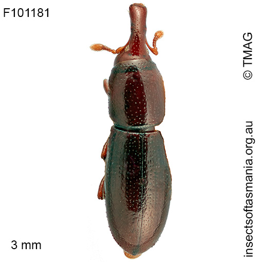 Conlonia litoralis