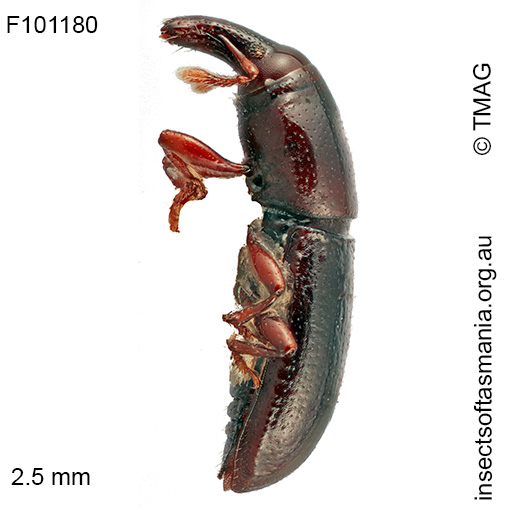 Conlonia litoralis