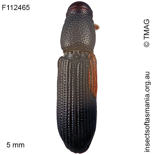 Cossoninae unplaced sp TMAG_F112465