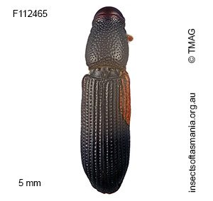 Cossoninae unplaced sp TMAG_F112465