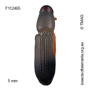 Cossoninae unplaced sp TMAG_F112465