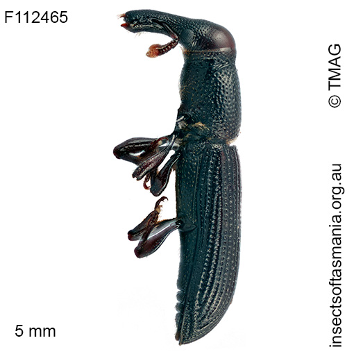 Cossoninae unplaced sp TMAG_F112465