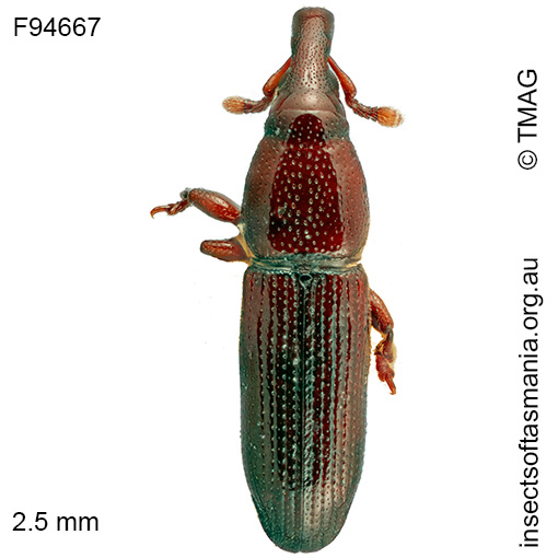 Cossoninae-unplaced-sp-TMAG_F94667 Cossoninae unplaced sp TMAG_F94667
