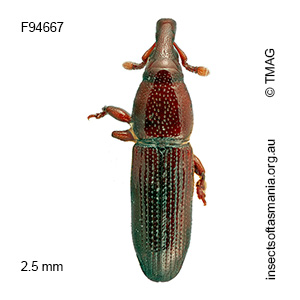 Cossoninae unplaced sp TMAG_F94667