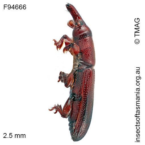 Cossoninae-unplaced-sp-TMAG_F94667_a Cossoninae unplaced sp TMAG_F94667