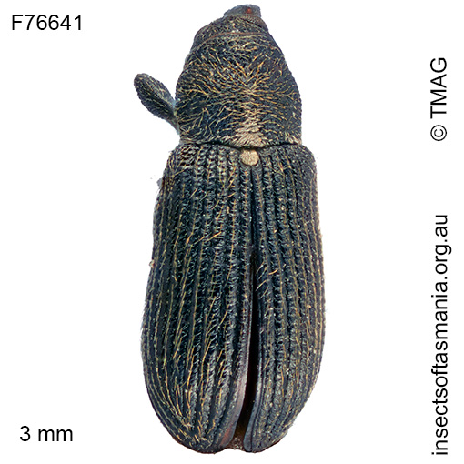 Diabathrariini unplaced TFIC sp 02