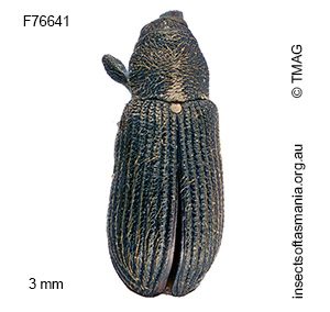 Aethemagdalis sp TMAG_F76641