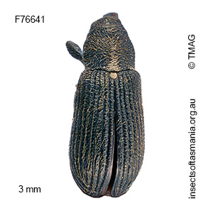 Aethemagdalis sp TMAG_F76641