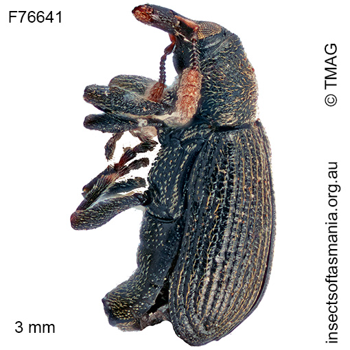 Diabathrariini unplaced TFIC sp 02