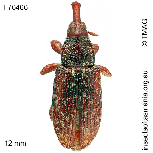 Eugnomini unplaced TFIC sp 01
