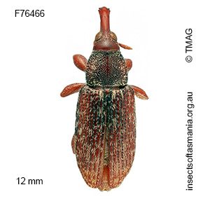 Myossita sp TMAG_F76466