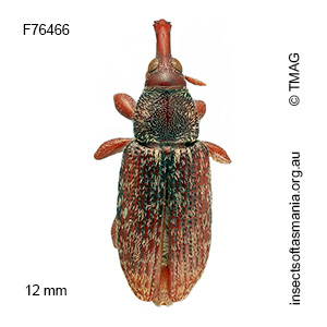 Myossita sp TMAG_F76466