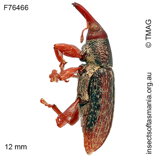 Eugnomini unplaced TFIC sp 01